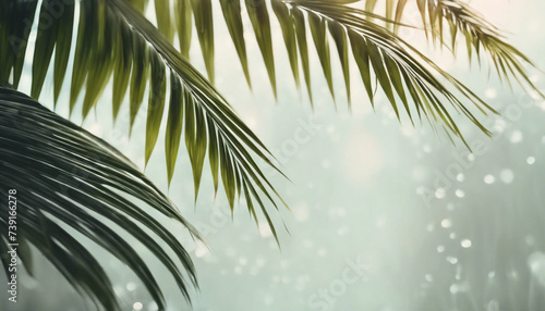 Beautiful natural background with textured palm leaves © Anna