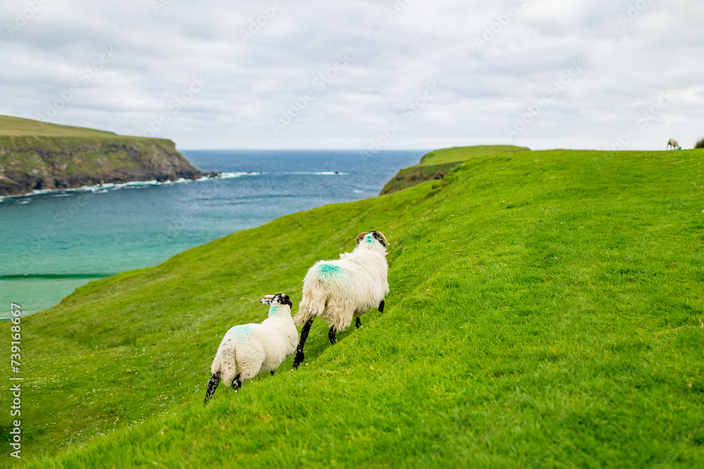 Fototapeta premium Sheep grazing near Silver Strand, a sandy beach in a sheltered, horseshoe-shaped bay, situated at Malin Beg, near Glencolmcille, in south-west County Donegal, Ireland