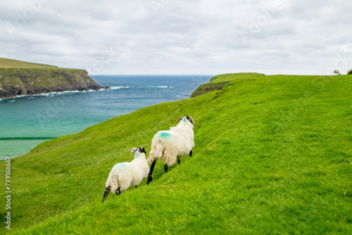 Sheep grazing near Silver Strand, a sandy beach in a sheltered, horseshoe-shaped bay, situated at Malin Beg, near Glencolmcille, in south-west County Donegal, Ireland