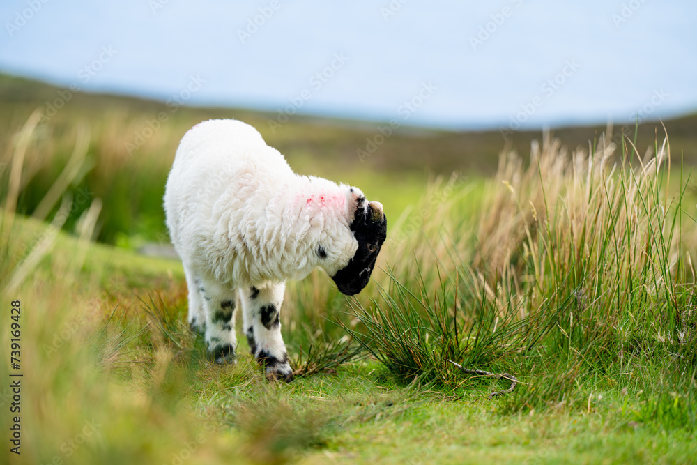 Obraz premium Sheep marked with colorful dye grazing in green pastures. Adult sheep and baby lambs feeding in green meadows of Ireland.
