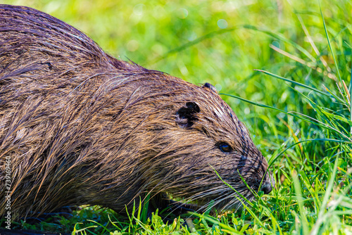 Portrait of nutria in grass