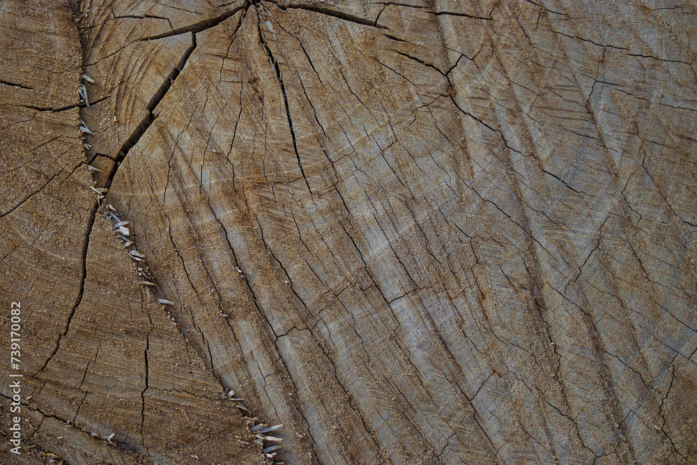 Fototapeta premium background cut of tree trunk close-up