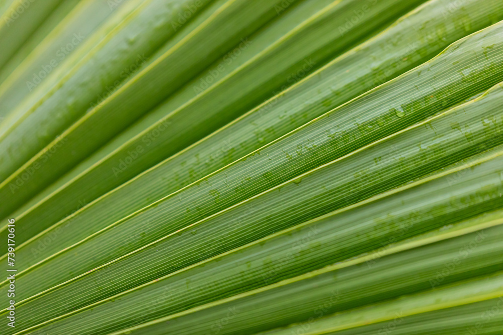 Fototapeta premium close up of palm leaf