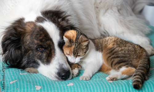 cute little dog and cat in bed © Melinda Nagy