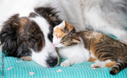 cute little dog and cat in bed © Melinda Nagy