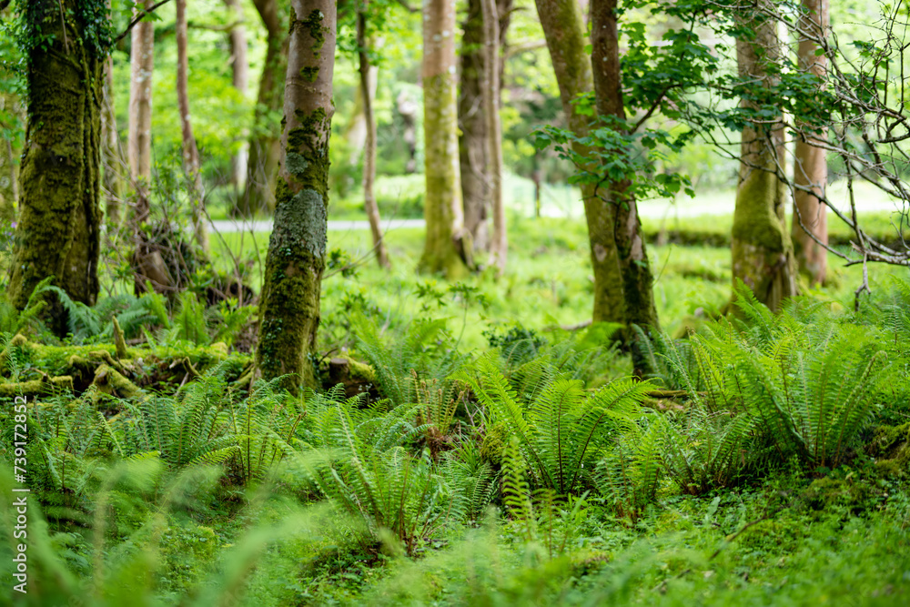 Massive pine trees with ivy growing on their trunks. Impressive woodlands of Killarney National Park, County Kerry, Ireland Massive pine trees with ivy growing on their trunks. Impressive woodlands of Killarney National Park, County Kerry, Ireland