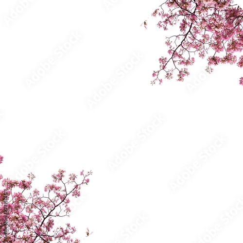 isolated pink cherry blossom side border frame png overly on white background