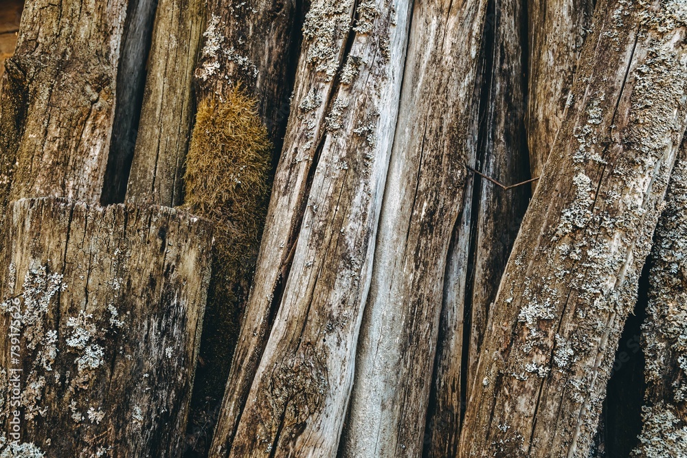 Fototapeta premium Brown wooden background. Aged logs with bark and lichen. Vertical texture. Rustic style. Weathered wood boards. Striped banner. Natural material