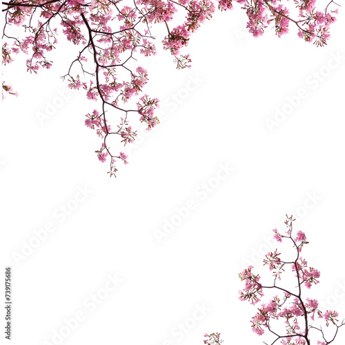 Japanese pink spring blossom of cherry png overly on white background