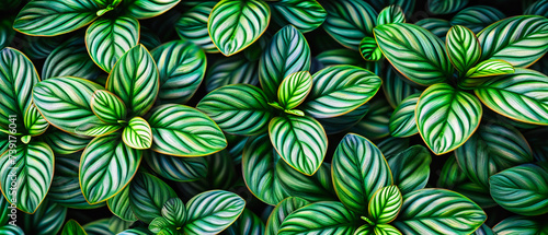 Verdant Patterns of Life  A Close-Up on Natures Intricate Beauty  Celebrating the Diversity of Flora