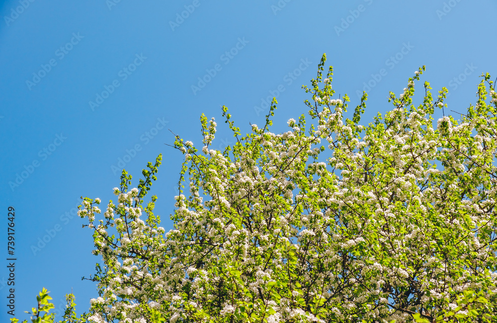 White flowers of blossoming apple tree. Close-up. Springtime. Blooming orchard. April and May. Garden plant. Beauty of nature. Garden details. Healthy fruit branch. Sunny weather. Blurred background White flowers of blossoming apple tree. Close-up. Springtime. Blooming orchard. April and May. Garden plant. Beauty of nature. Garden details. Healthy fruit branch. Sunny weather. Blurred background