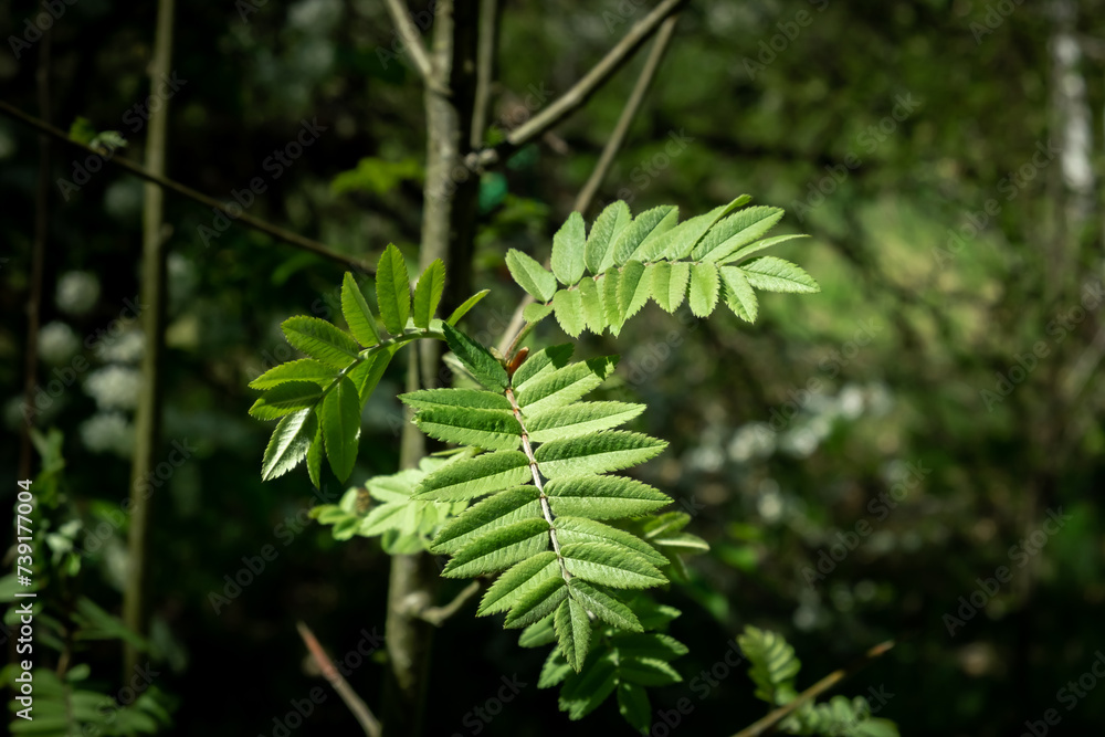 Rowan tree leaves and green rudiments of flowers on a branch. Natural background. Garden plants. Springtime new flora Rowan tree leaves and green rudiments of flowers on a branch. Natural background. Garden plants. Springtime new flora