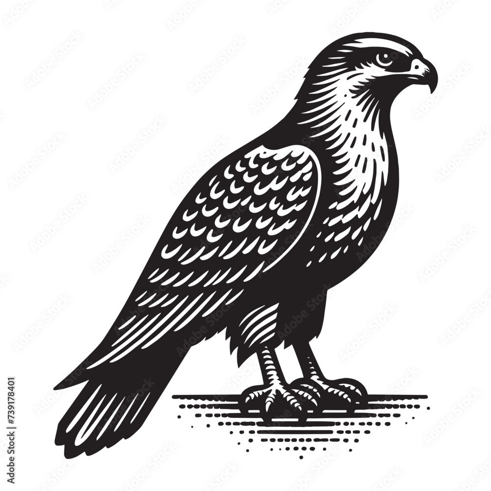 Fototapeta premium Hawk. predatory bird. Beautiful vintage engraving illustration, emblem, icon, logo, sketch. Black lines 