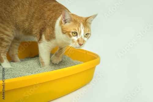 The excretion of cats is routine daily.