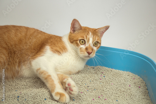 The excretion of cats is routine daily.