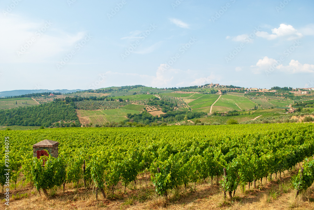 the vineyards colored green in the spring of Chianti in Tuscany