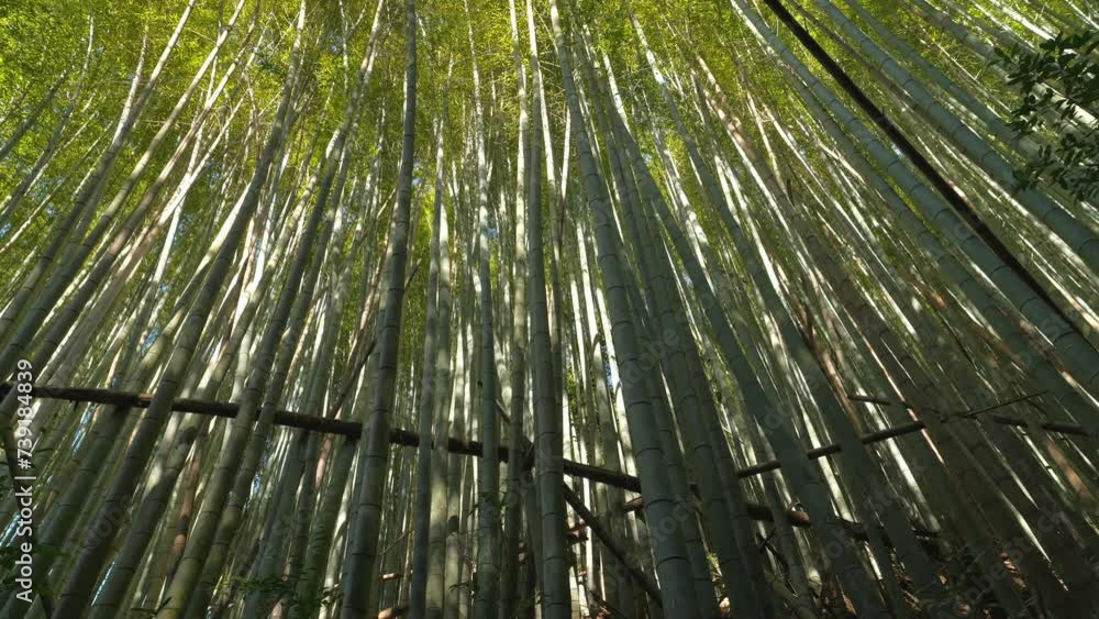 bamboo trees and sunshine with green in nature, Japanese jungle with leaves and lens flare. bamboo trees and sunshine with green in nature, Japanese jungle with leaves and lens flare.