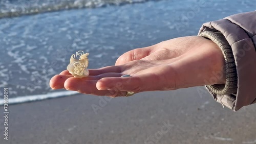 A spotted cat shark eggcase found on the west coast of Ireland photo