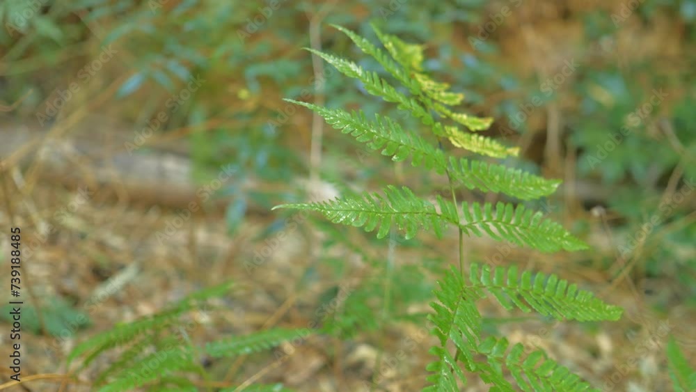 Ferns growing wild in bamboo grove Ferns growing wild in bamboo grove