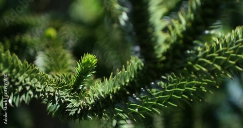 Closeup of a Araucaria araucana branch with its triangular, scale-like leaves. The national tree of Chile, it is also called monkey puzzle tree or Chilean pine, and has a dazzling natural geometry. photo