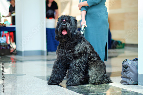 A black Russian terrier sits in front of a woman