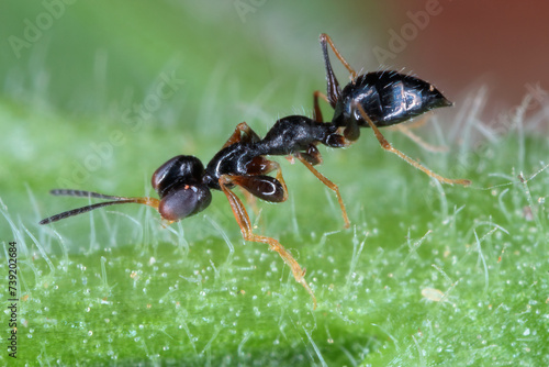 Pincer Wasp (Dryinidae) genus Gonatopus. Adult wasp. Parasitoid  of lafhoppers and planthoppers.