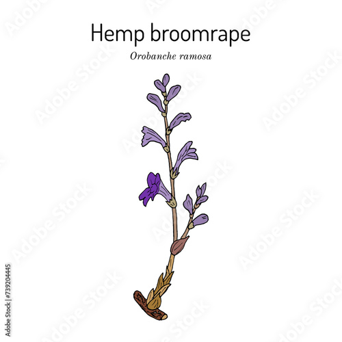 Hemp broomrape (Orobanche ramosa), medicinal plant