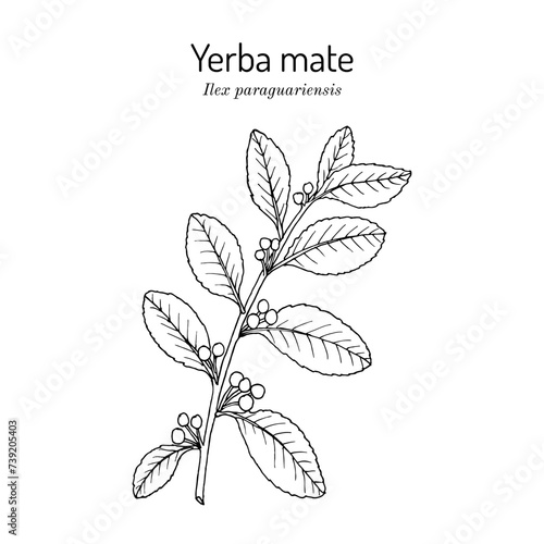Yerba mate Ilex paraguariensis, medicinal plant