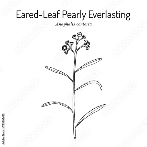 Eared-leaf pearly everlasting (Anaphalis contorta), medicinal plant