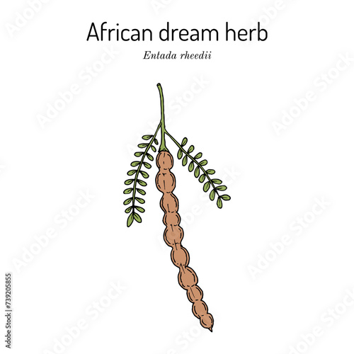 African dream herb or snuff box sea bean (Entada rheedii), edible and medicinal plant
