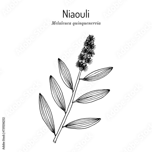 Niaouli, or broad-leaved paperbark, or paper bark tea tree (Melaleuca quinquenervia), medicinal plant