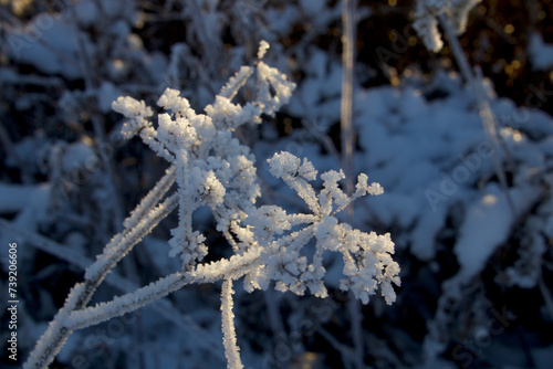 Rimfrost makes beautiful ice crystals in the sunshine photo