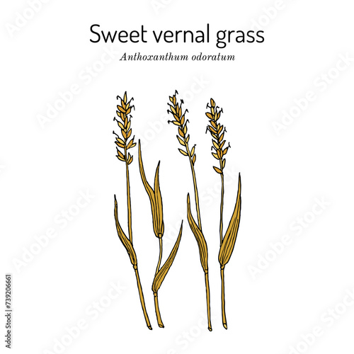 Sweet vernal grass (Anthoxanthum odoratum), medicinal plant