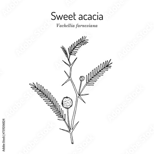 Sweet acacia or needle bush (Vachellia farnesiana), edible and medicinal plant