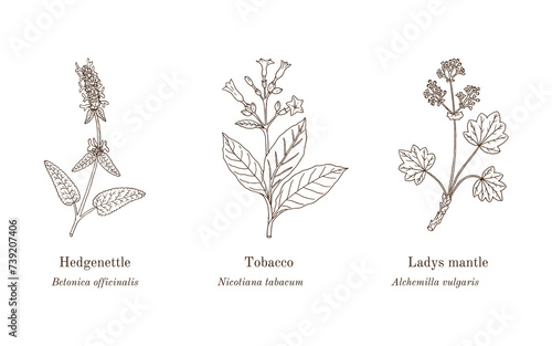 Collection of edible and medicinal plants