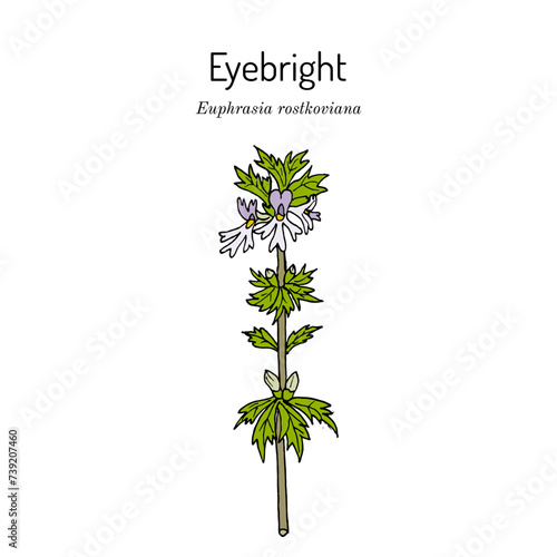 Eyebright or Eyewort (Euphrasia rostkoviana), medicinal plant.