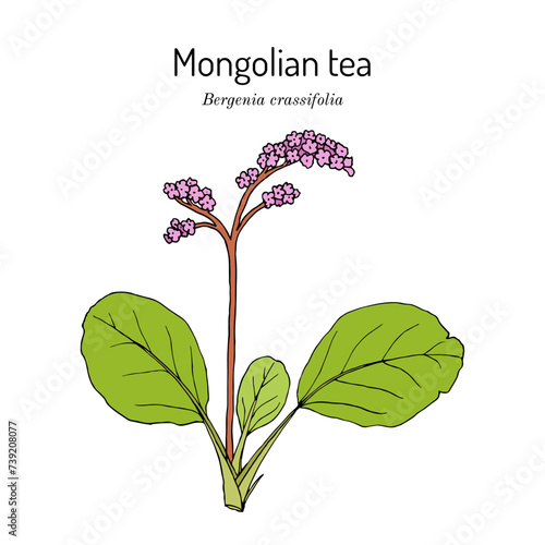 Mongolian tea, or heartleaf bergenia (Bergenia crassifolia), ornamental and medicinal plant photo