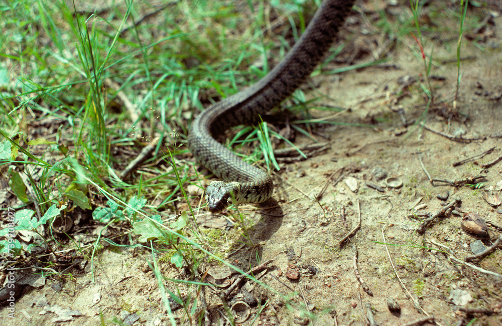 Couleuvre à collier; Natrix natrix Couleuvre à collier; Natrix natrix
