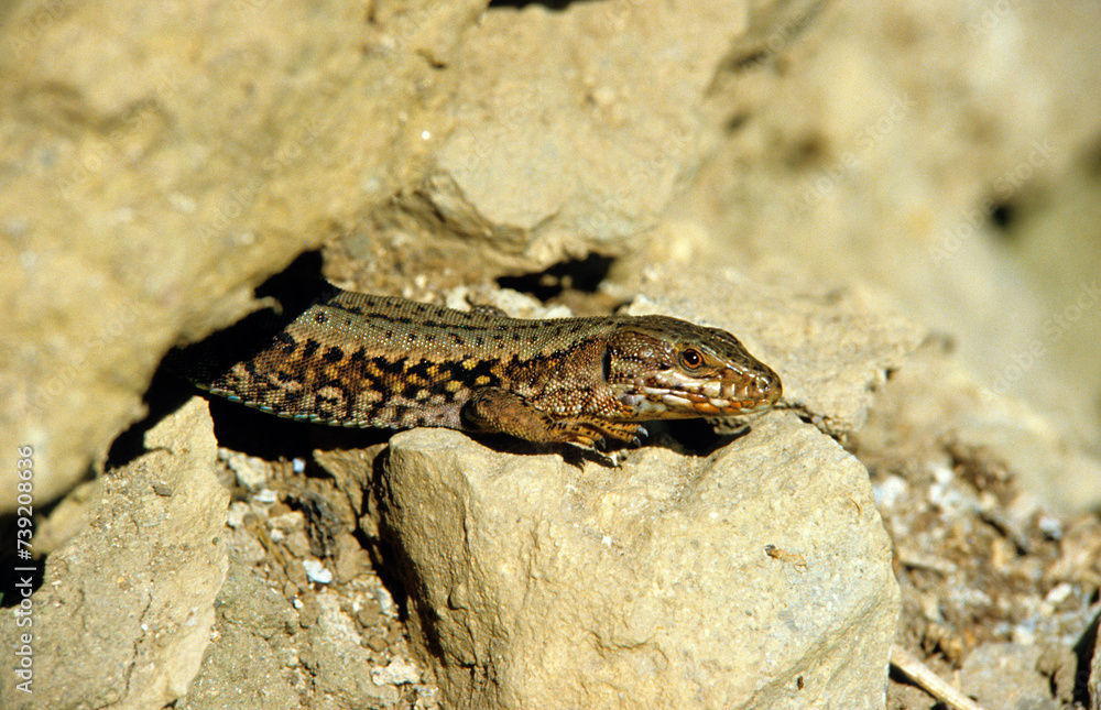 Lezard des murailles; Podarcis muralis Lezard des murailles; Podarcis muralis