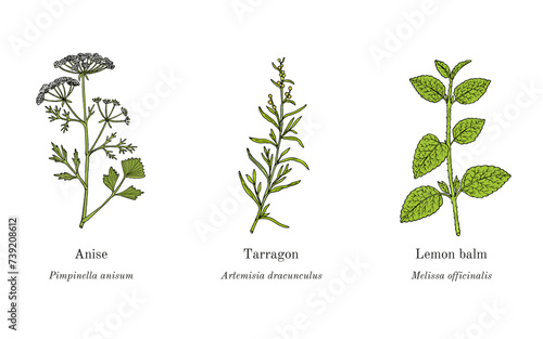 Collection of edible and medicinal plants