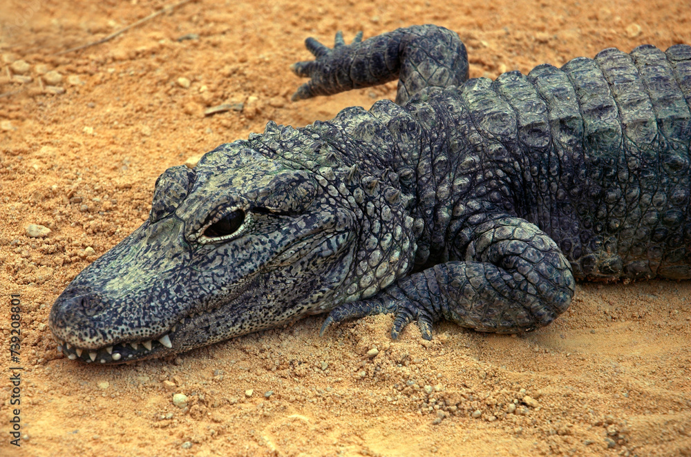 Crocodile nain d'Afrique; osteoloemus tetraspis Crocodile nain d'Afrique; osteoloemus tetraspis