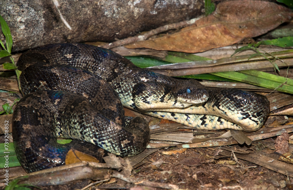 Boa de Madagascar, Acrantophis madagascariensis, Madagascar Boa de Madagascar, Acrantophis madagascariensis, Madagascar