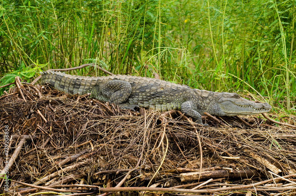 crocodile du Nil, Crocodylus niloticus, Afrique crocodile du Nil, Crocodylus niloticus, Afrique