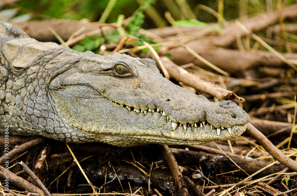 Fototapeta premium crocodile du Nil, Crocodylus niloticus, Afrique