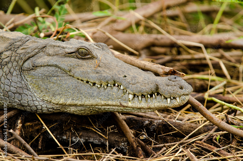 Fototapeta premium crocodile du Nil, Crocodylus niloticus, Afrique