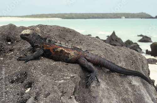 Iguane marin, amblyrhynchus cristalus, Archipel des Galapagos, Equateur photo