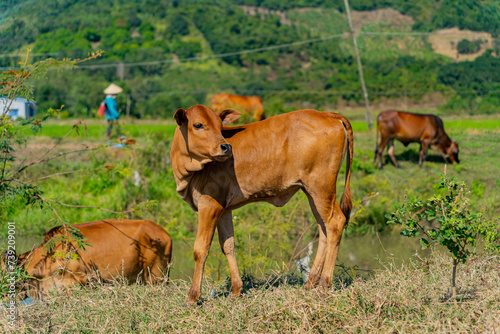 Grazing cows. The surroundings of Nha Trang city in Vietnam. Pastures for walking cows.