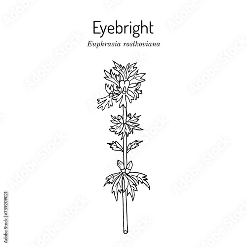 Eyebright or Eyewort (Euphrasia rostkoviana), medicinal plant.