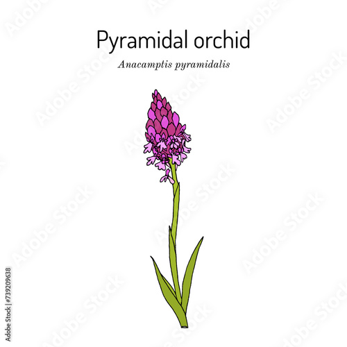 Pyramidal orchid (Anacamptis pyramidalis), edible and medicinal plant