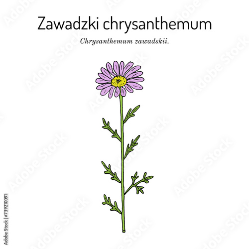 Zawadski Chrysanthemum (Chrysanthemum zawadskii), medicinal plant.